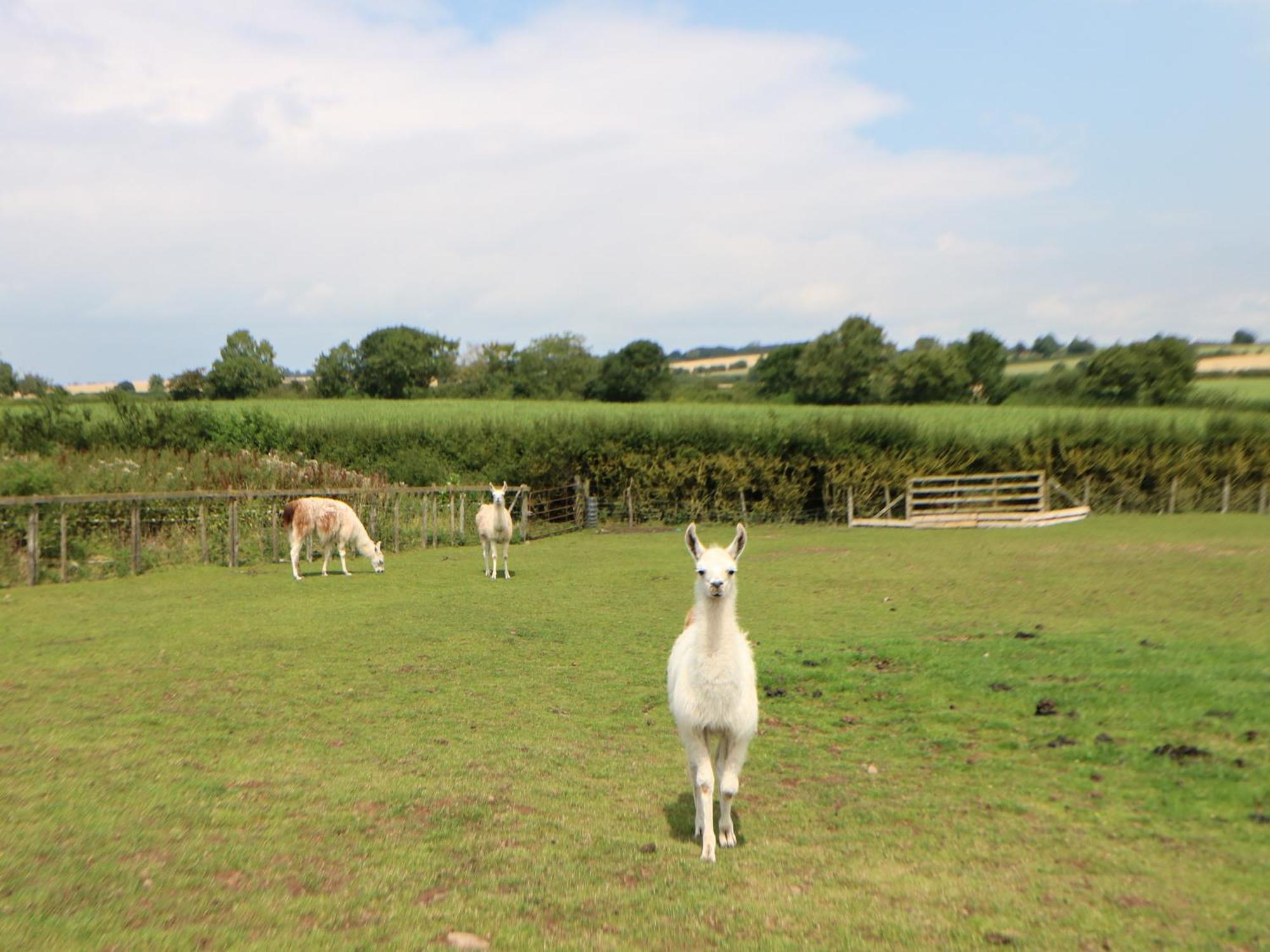 Cornfield Vila Northallerton Exterior foto